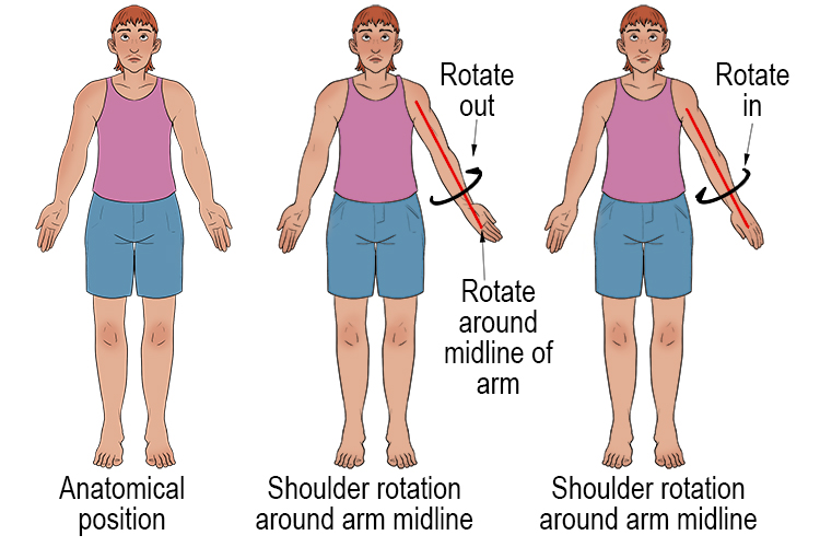Rotation occurs in the shoulder joint through the arm. Lock out your elbow and twist your arm in a straight position. Your thumb will move away and towards the midline of the body and the arm itself. 